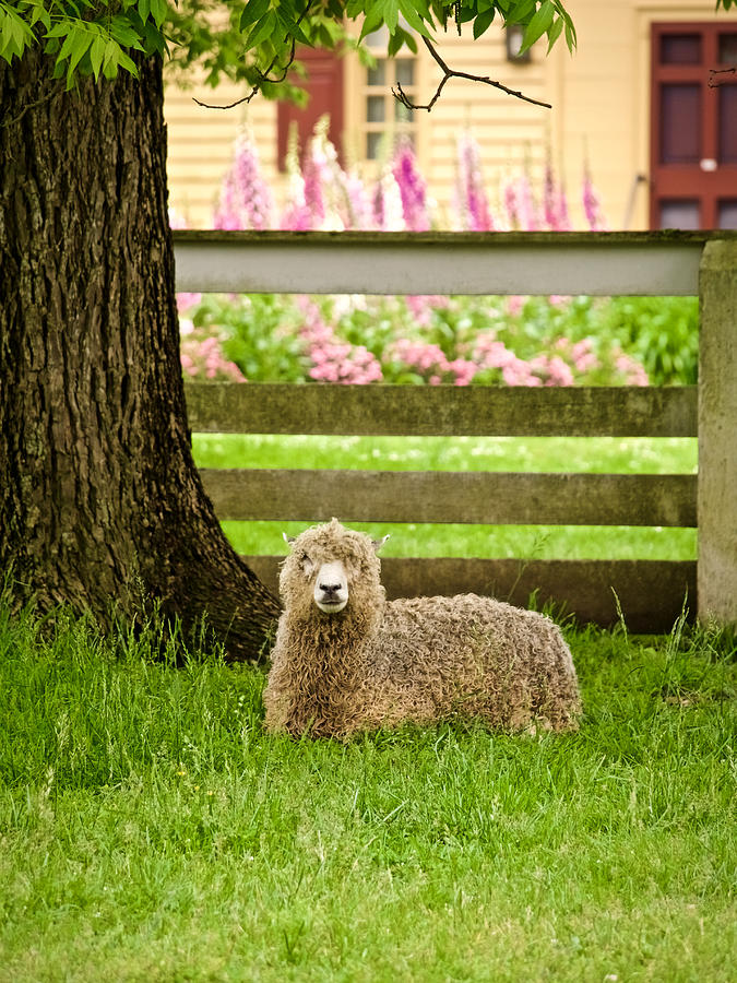 A Ewe in Spring Photograph by Rachel Morrison