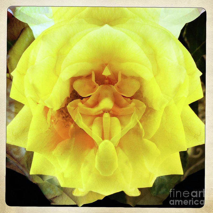 A Face in the Flower Photograph by Christine Segalas