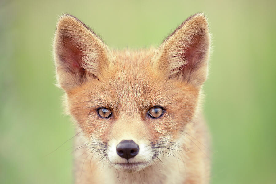 Spring Photograph - A Face Not Only a Mother Could Love by Roeselien Raimond