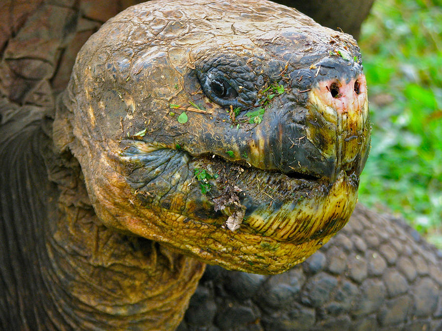 A Face Only a Mother Could Love Photograph by Richard Espenant | Fine ...