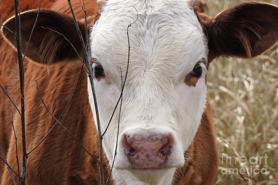 A face you can Love - Cow Art #609 Photograph by Ella Kaye Dickey