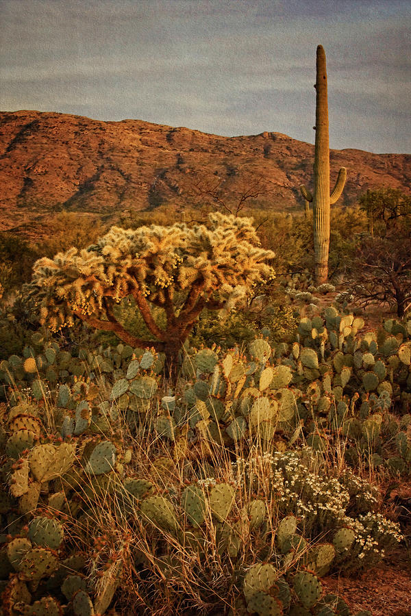 A Fading Desert Day tx Photograph by Theo OConnor