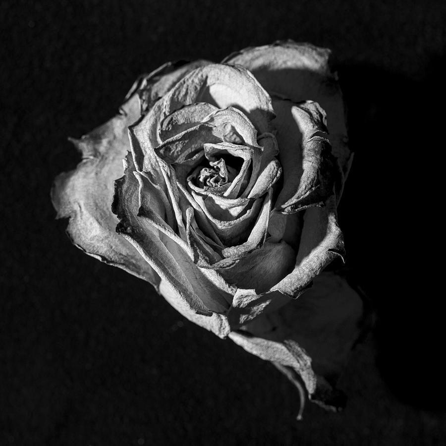 A Fading Rose Photograph by Stoney Stone