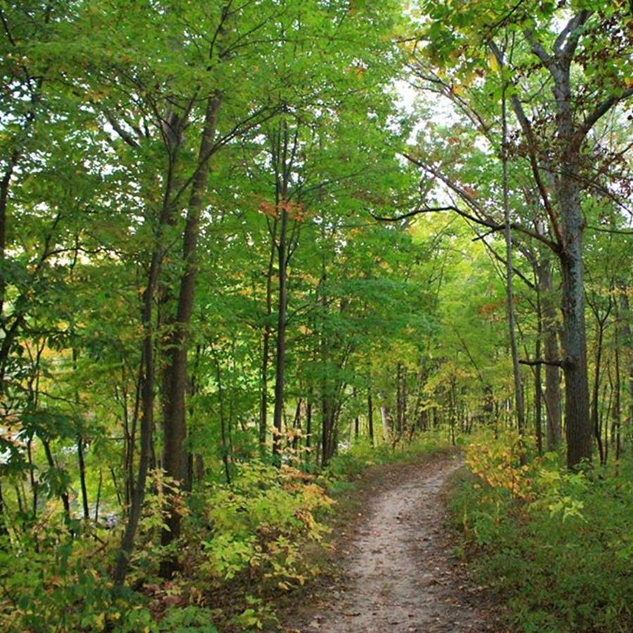 A Fall Walk Through The Woods Photograph by Robert Carey