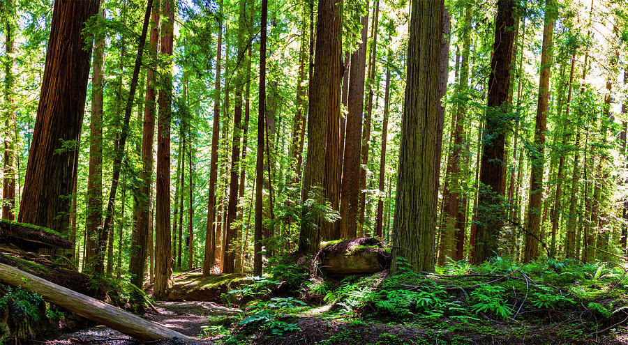 A Family of Redwoods Panorama Photograph by Dan Carmichael