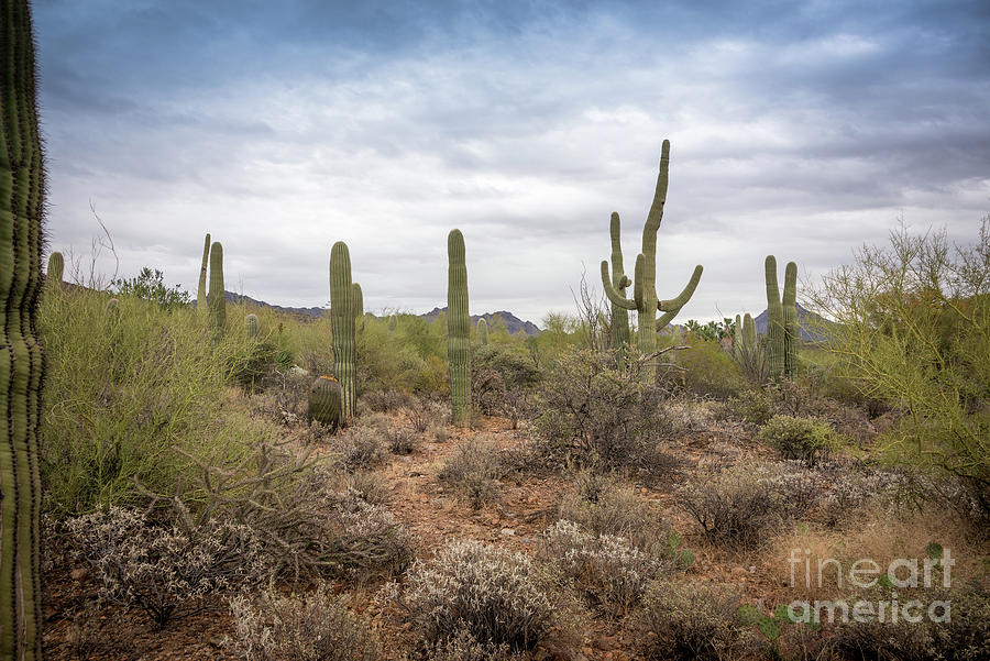 A Family of Saguros Lives Here Photograph by David Levin
