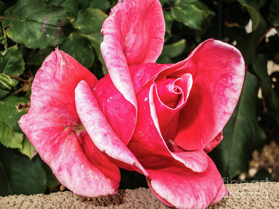 A Fancy Rose Photograph by Gerald Kloss