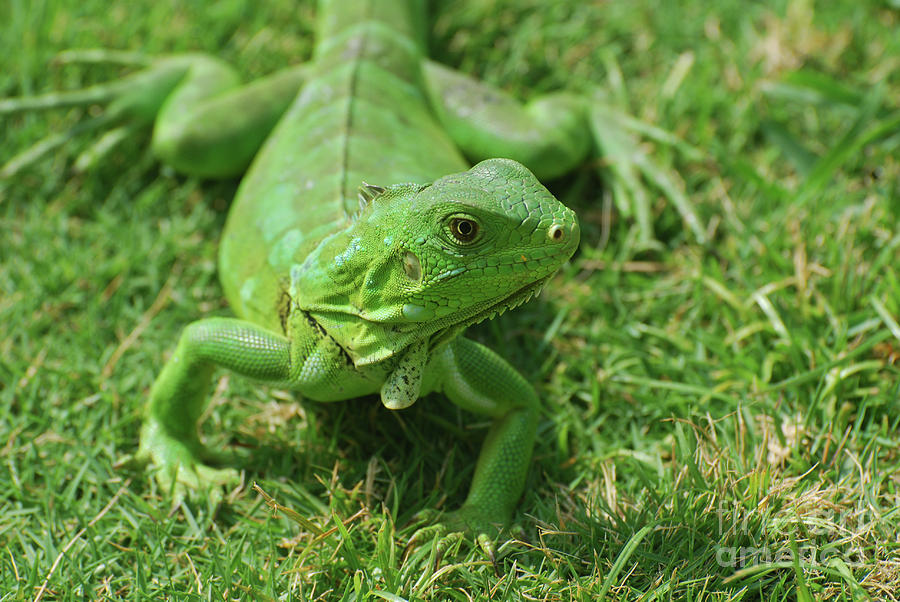 A Fantastic Look at a Green Iguana Photograph by DejaVu Designs