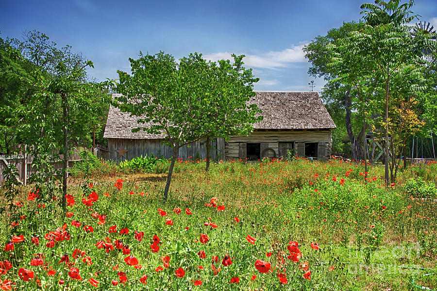 A Farm Adorned With Poppies Photograph