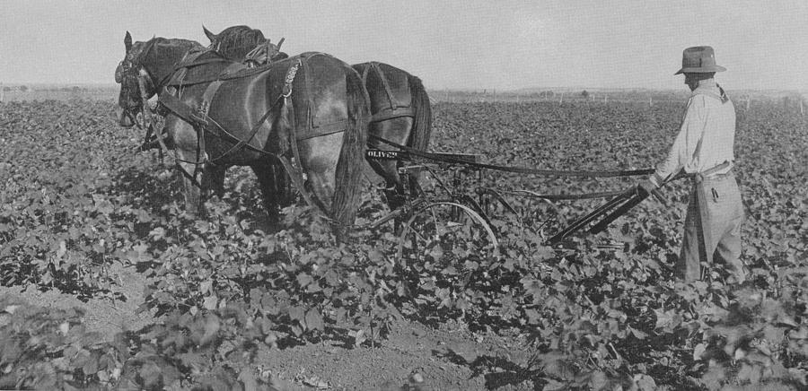 Horse Photograph - A Farmer Using A Cultivator  by American School