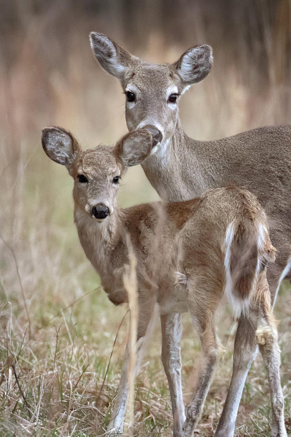 A Fawn with Mom Photograph by Susan Rissi Tregoning