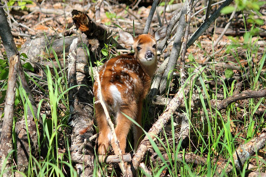 A fawns Camo Photograph by Brook Burling
