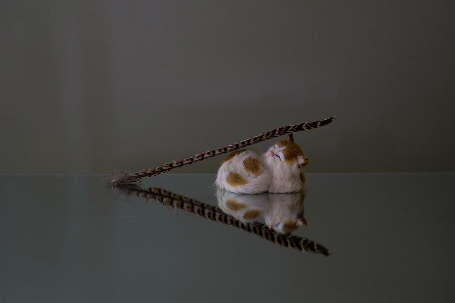 A Feather and A Kitty fall in Love Photograph by Linda Howes