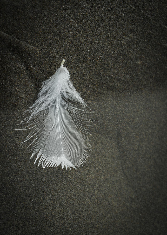 A Feather at the Edge of the Water Photograph by Robert Potts