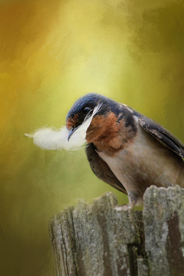 Bird Photograph - A Feather For Her Nest by Jai Johnson