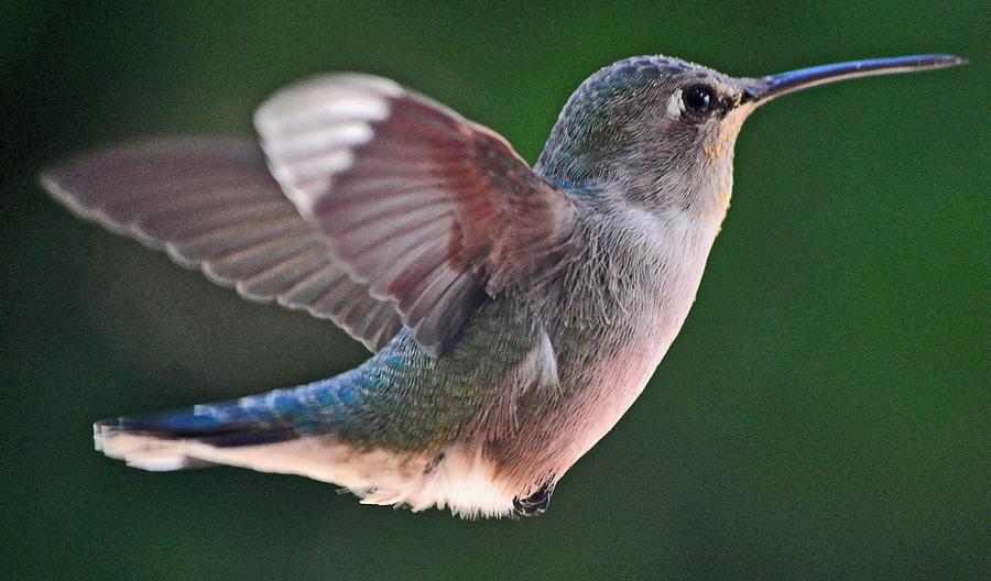 A Female Annas Hummingbird In Flight Photograph by Jay Milo