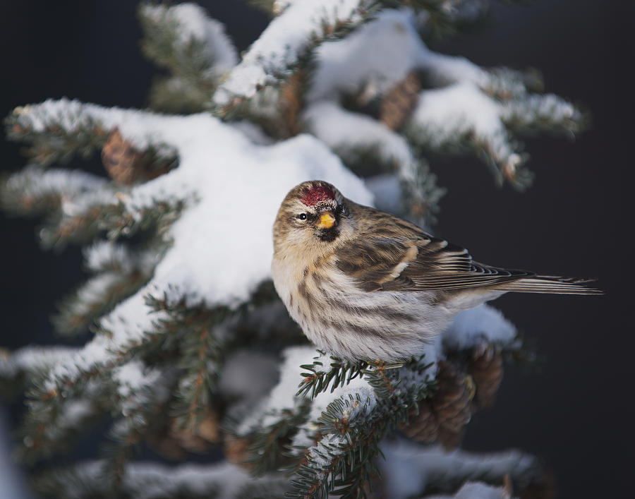A Female Common Redpoll  Carduelis Photograph by Greg Martin