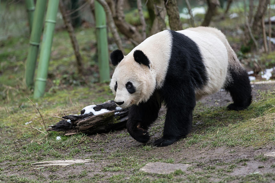 A female giant panda walking in a zoo Photograph by Stefan Rotter ...