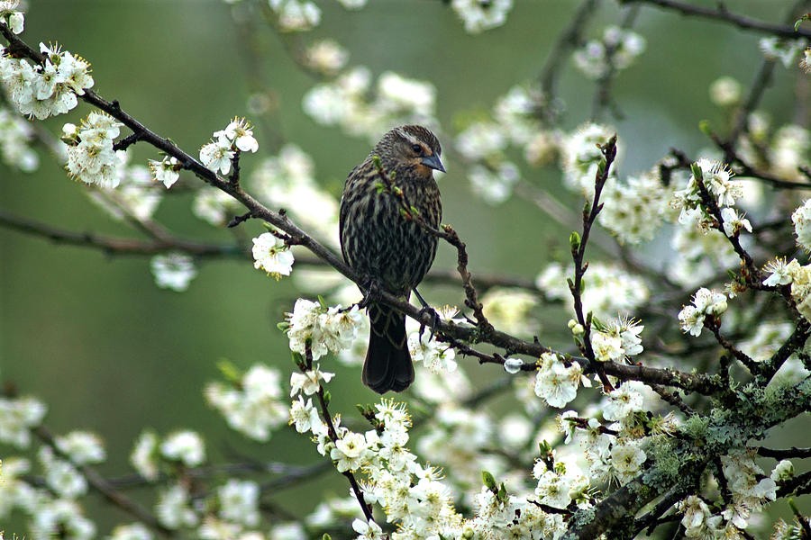 A Female Red-Winged Blackbird in Dragonfly Forest Photograph by Ben Upham III