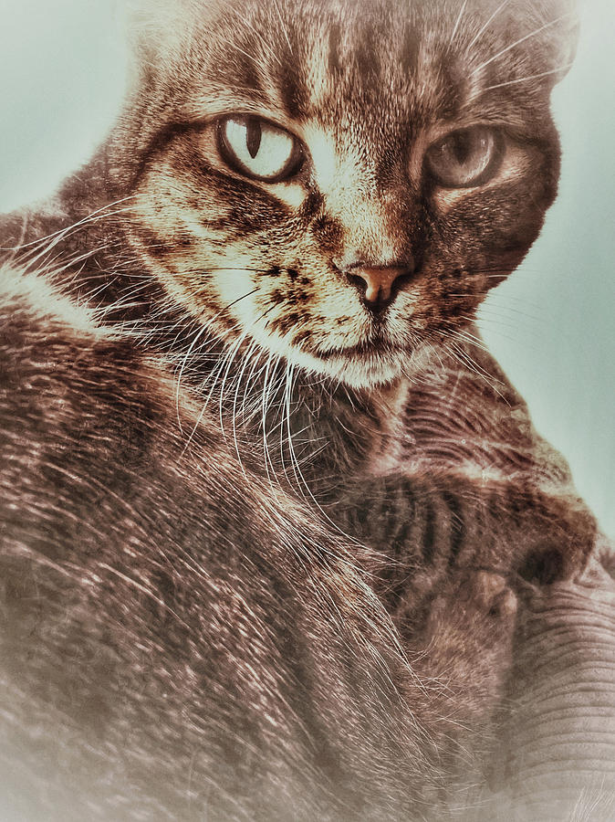 Cat Photograph - A female tabby cat by Tom Gowanlock