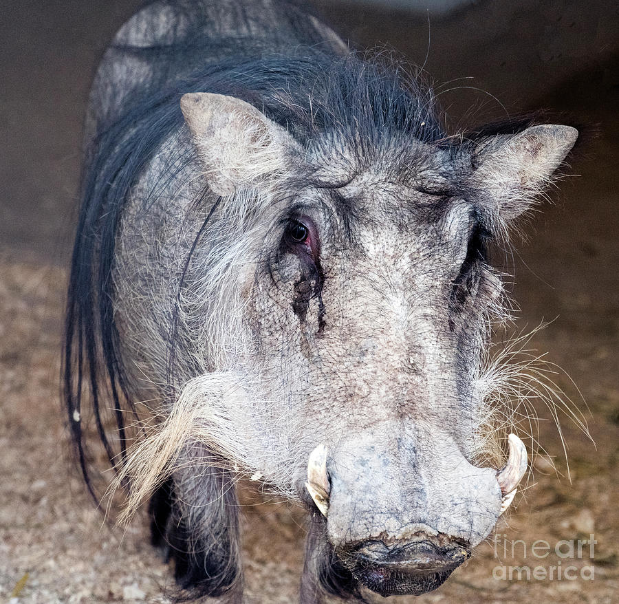 Pig Photograph - A Female Warthog Portrait by Kenneth Lempert