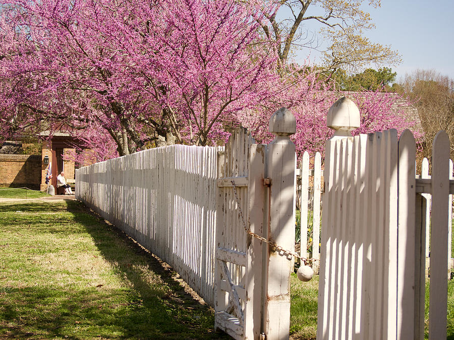 A Fence in Spring Photograph by Rachel Morrison