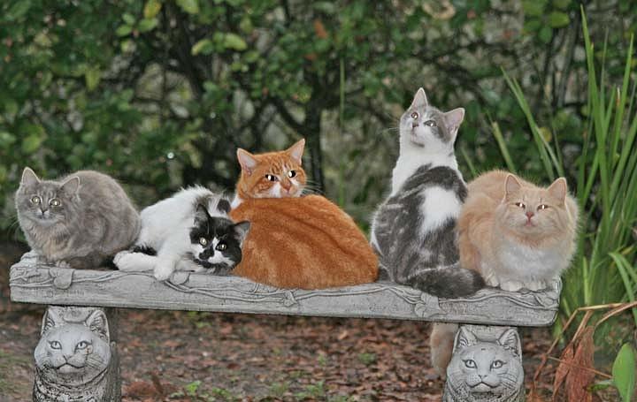 Meet the Cats - C.A.T.S.