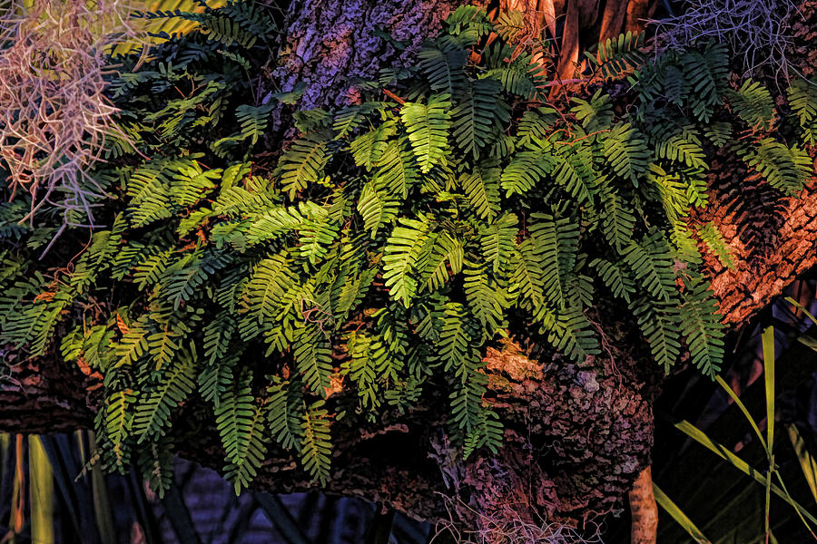 A Fern Botanical by H H Photography of Florida Photograph by HH Photography of Florida