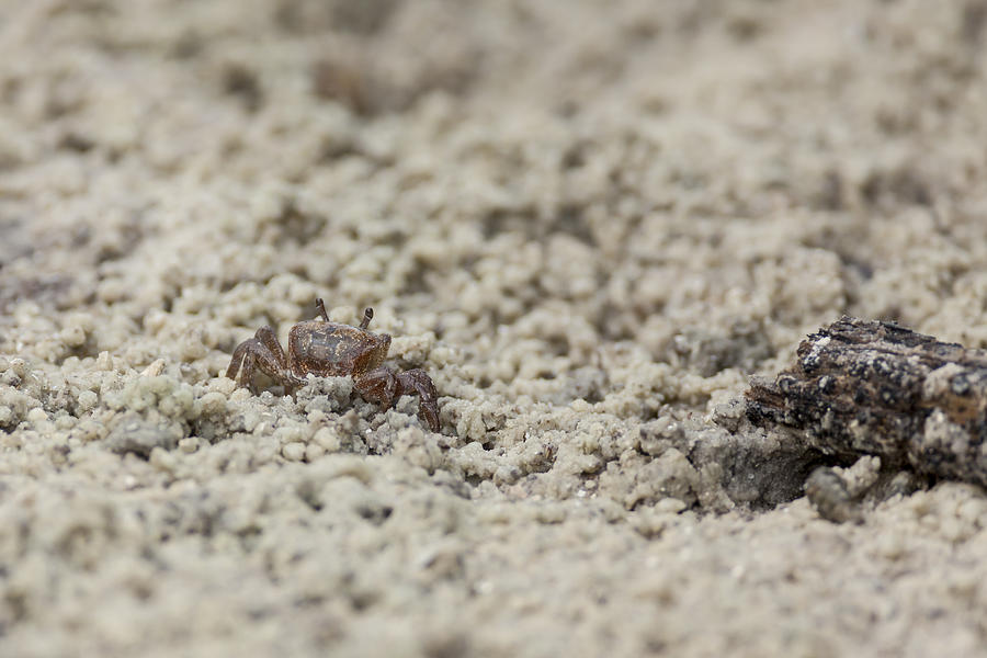 A Fiddler Crab in the sand Photograph by David Watkins