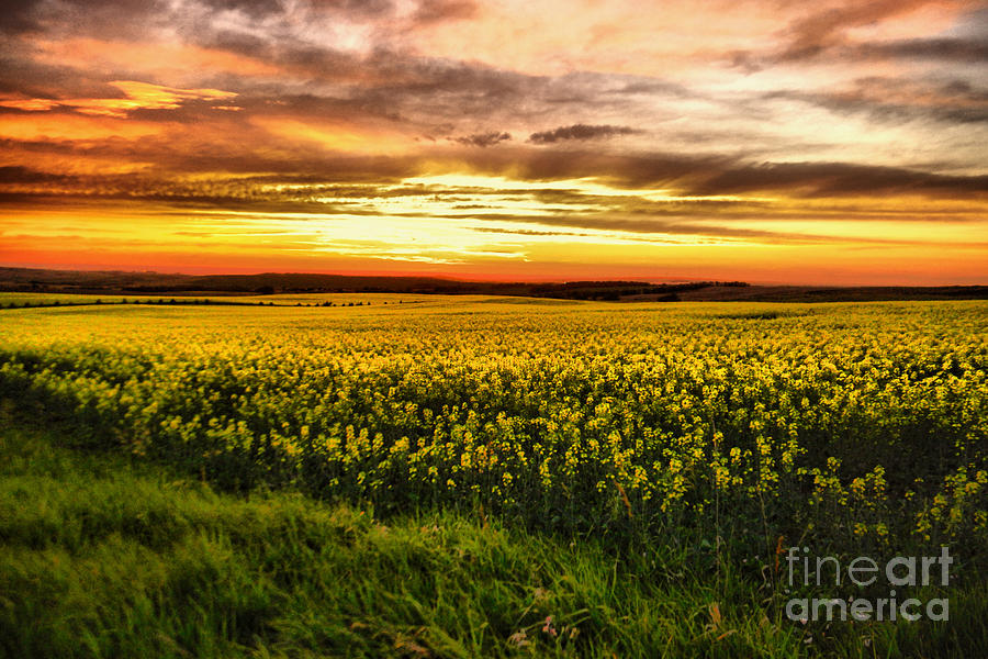 A field full of yellow flowers Photograph by Jeff Swan