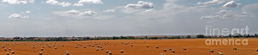 A Field Of Bales Photograph by Betty Morgan