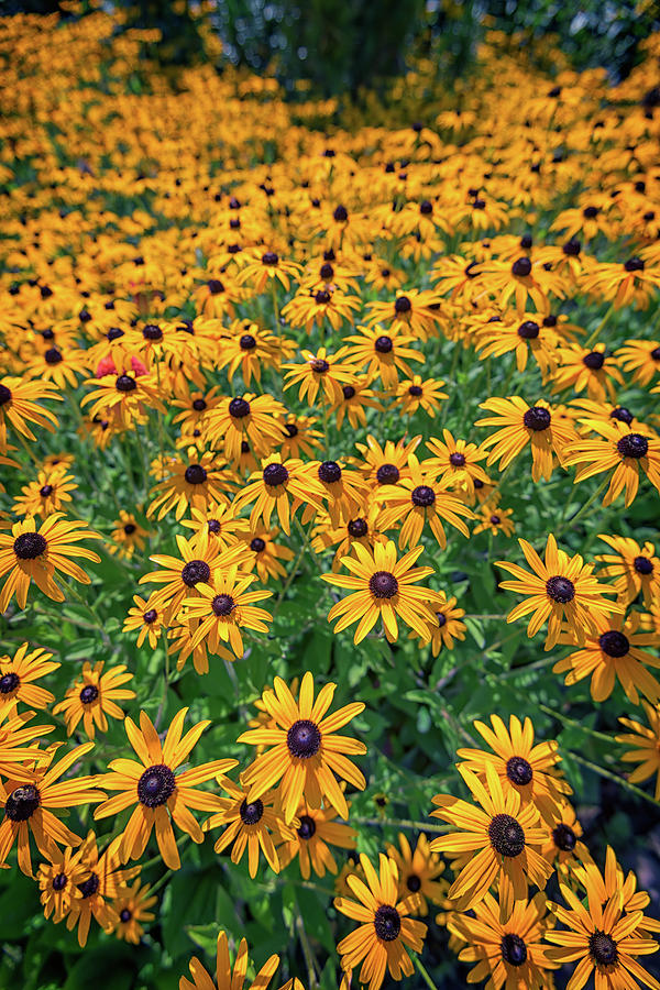 Sunflower Photograph - A Field of Black-Eyed-Susans by Rick Berk