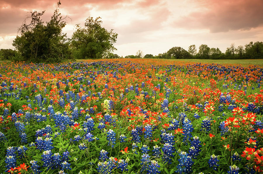 Flower Photograph - A Field of Bluebonnet and Indian Paintbrush - wildflower field in Texas by Ellie Teramoto
