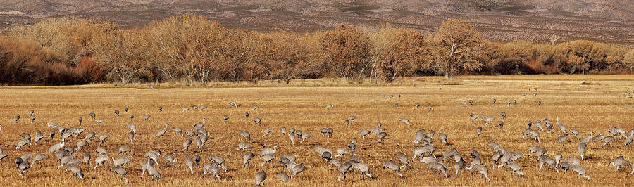 A Field of Cranes Photograph by Leda Robertson