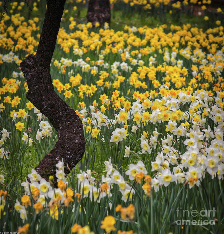 A Field Of Daffodils Photograph by Mitch Shindelbower