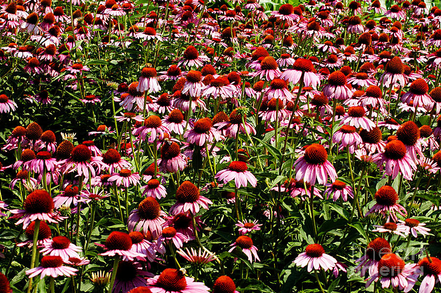 A Field of Echinacea Photograph by Clayton Bruster