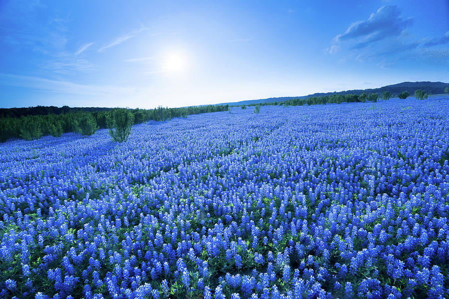 Flowers Still Life Photograph - A Field of Eternal Blue - Bluebonnet - Texas by Ellie Teramoto