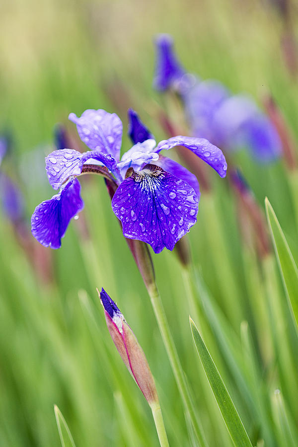 A Field of Iris Photograph by Jeff Abrahamson