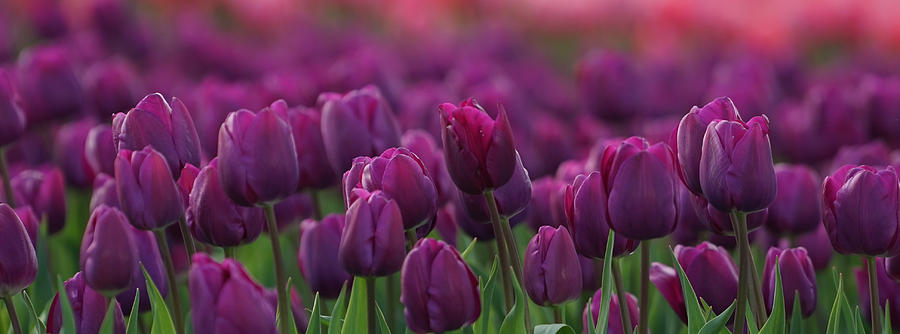 A Field of Magenta Tulips Photograph by Shirley Stevenson Wallis - Fine ...