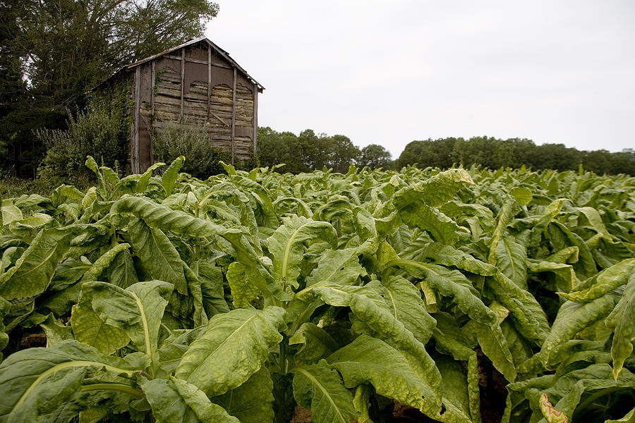 A Field Of Maturing Tobacco Leaves Photograph by Stephen St. John