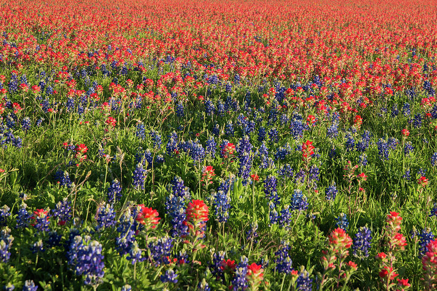 A Field of Paint Brush and Bluebonnets Photograph by Frank Madia