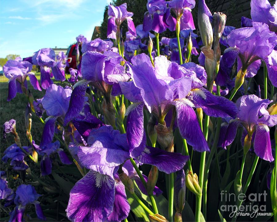 Flower Photograph - A Field of Purple by Lorraine Louwerse