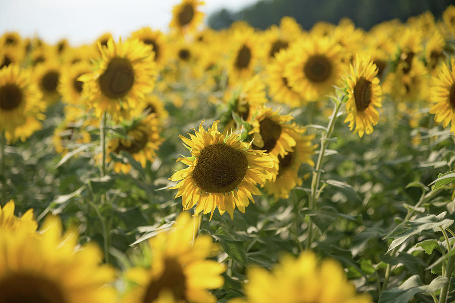 A Field of Sunflowers Photograph by Anthony Doudt