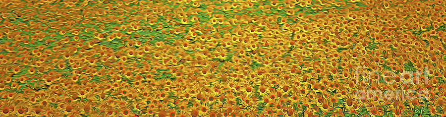 A Field of Sunflowers - Spain Digital Art by Mary Machare