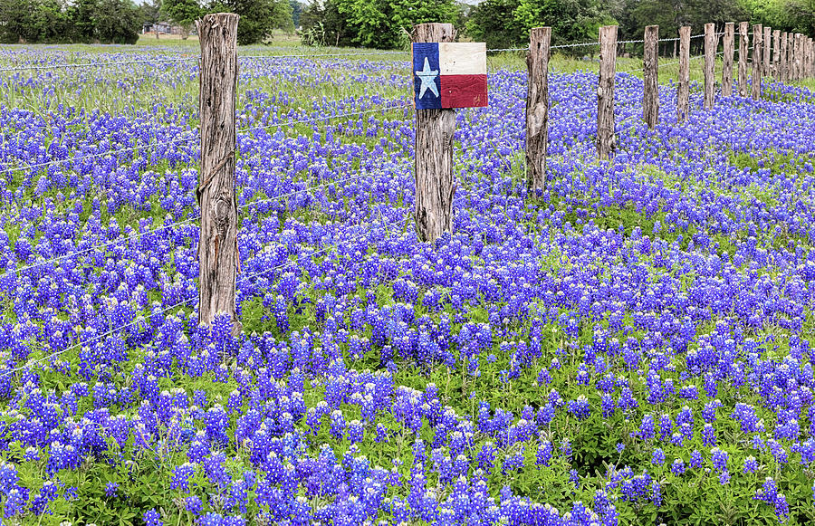 A Field of Texas Photograph by JC Findley Pixels