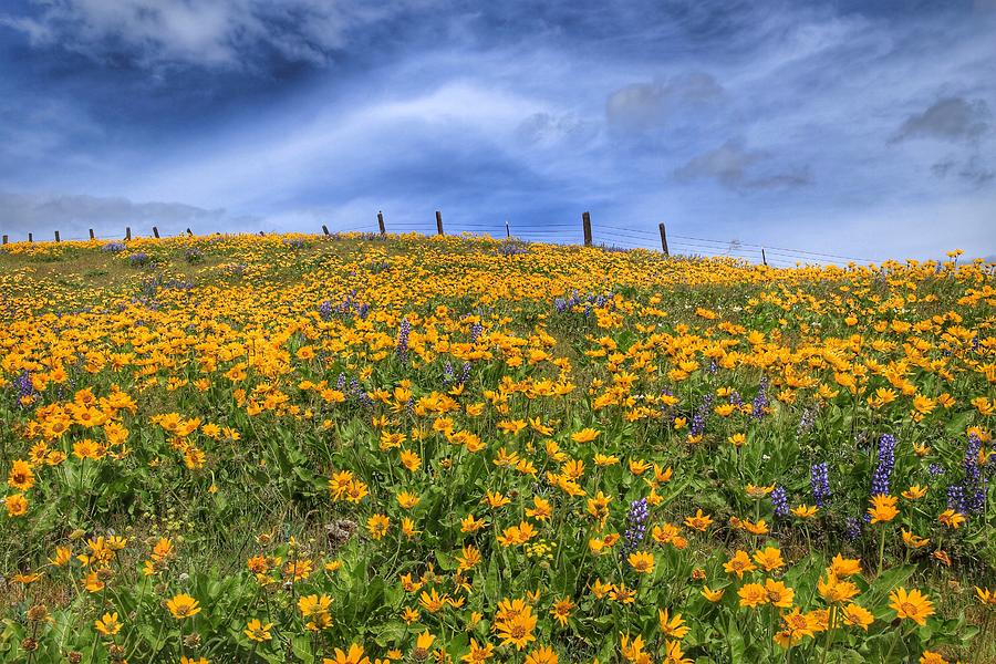 A field of wildflowers Photograph by Lynn Hopwood
