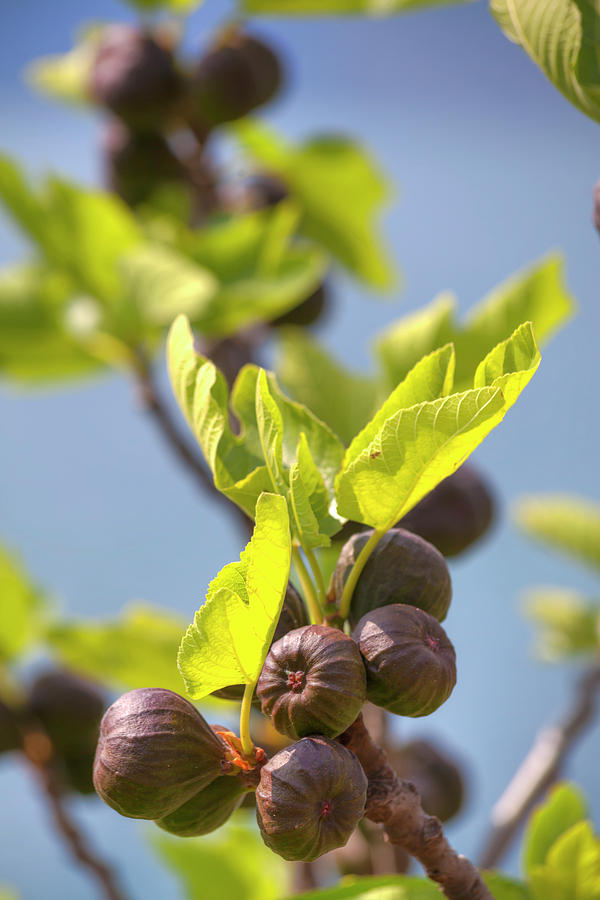 A Fig Tree With Shining Green Leafs And Violet Soft Fruits Photograph by Gina Koch