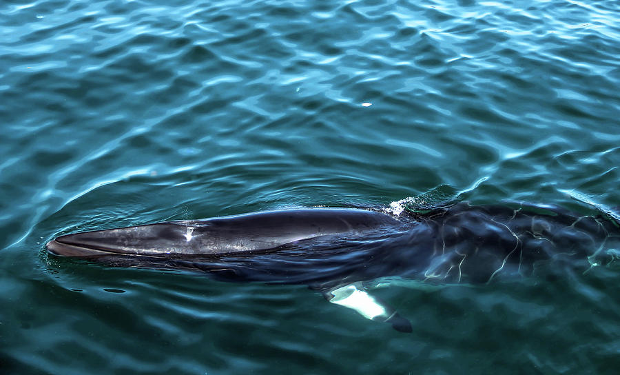 A Fin whale Photograph by Margo Cat Photos