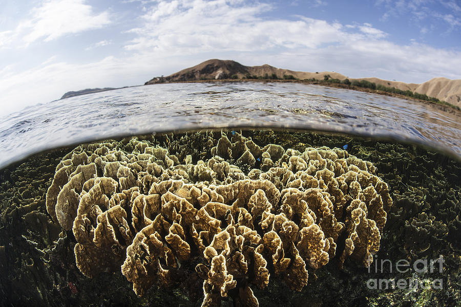 A Fire Coral Colony Grows In Komodo Photograph by Ethan Daniels