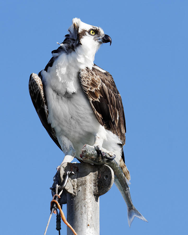 A Fish in the Claw -- Osprey with Jacksmelt in Morro Bay, California Photograph by Darin Volpe